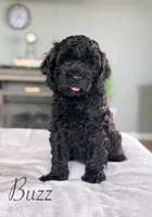 Buzz, a male Cockapoo for sale in Moulton, IA – 1 of 5