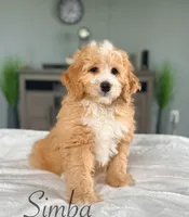 Simba, a male Miniature Bernedoodle for sale in Moulton, IA – 1 of 8
