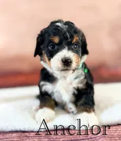Anchor, a male Miniature Bernedoodle for sale in Moulton, IA – 5 of 5