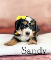 Sandy, a female Miniature Bernedoodle for sale in Moulton, IA – 2 of 4