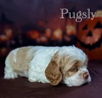Pugsly , a male Cocker Spaniel for sale in Moulton, IA – 3 of 5