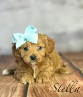 Stella , a female Cavapoo for sale in Moulton, IA – Photo 3 of 3