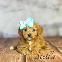 Stella , a female Cavapoo for sale in Moulton, IA – Photo 1 of 3