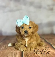 Stella , a female Cavapoo for sale in Moulton, IA – Photo 2 of 3