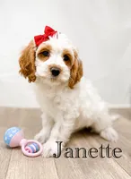 Janette , a female Cockapoo for sale in Moulton, IA – 8 of 8