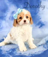 Dorothy , a female Cavapoo for sale in Moulton, IA – 5 of 5