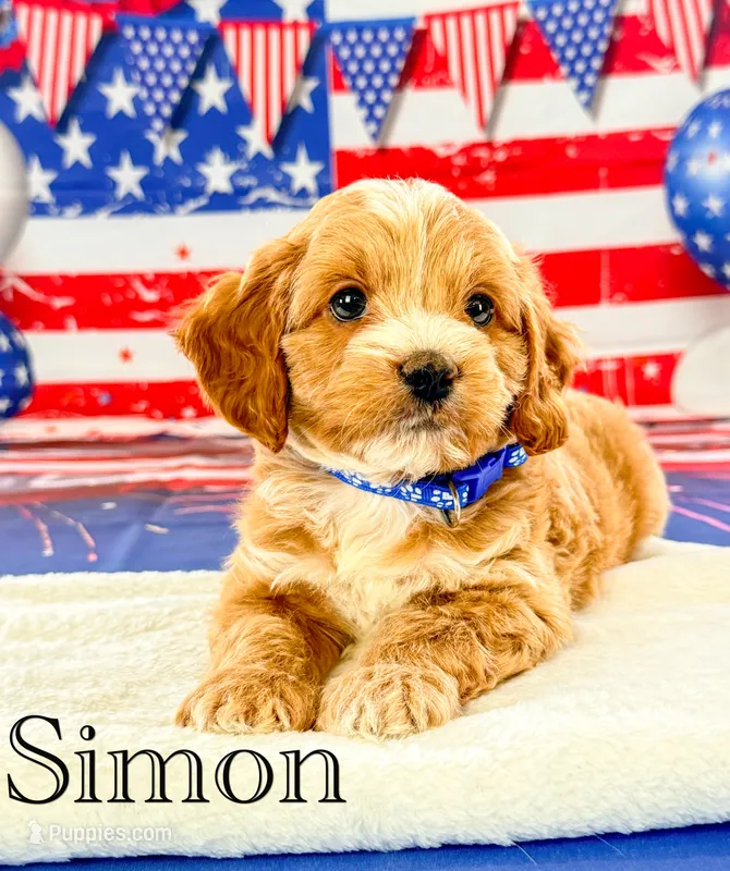 Simon  – Cockapoo puppy for sale in Moulton, IA