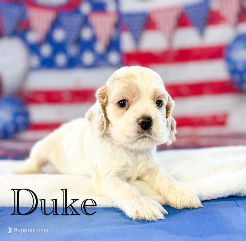 Duke  – Cocker Spaniel puppy for sale in Moulton, IA