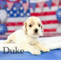 Duke , a male Cocker Spaniel for sale in Moulton, IA – 1 of 6
