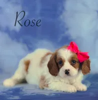 Rose, a female Cavapoo for sale in Moulton, IA – 3 of 7