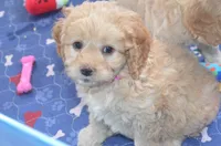 Dana, a female Cockapoo for sale in Moulton, IA – Photo 3 of 4