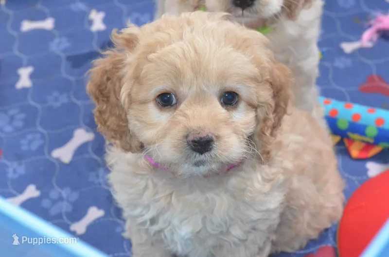 Dana, a female Cockapoo for sale in Moulton, IA – Photo 1 of 4
