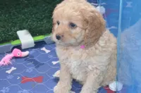 Dana, a female Cockapoo for sale in Moulton, IA – Photo 4 of 4