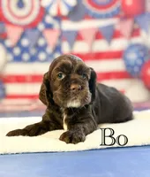 Bo, a male Cocker Spaniel for sale in Moulton, IA – 3 of 6