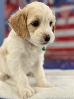 Theodore, a female Cockapoo for sale in Moulton, IA – 2 of 4