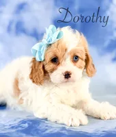 Dorothy , a female Cavapoo for sale in Moulton, IA – 4 of 5