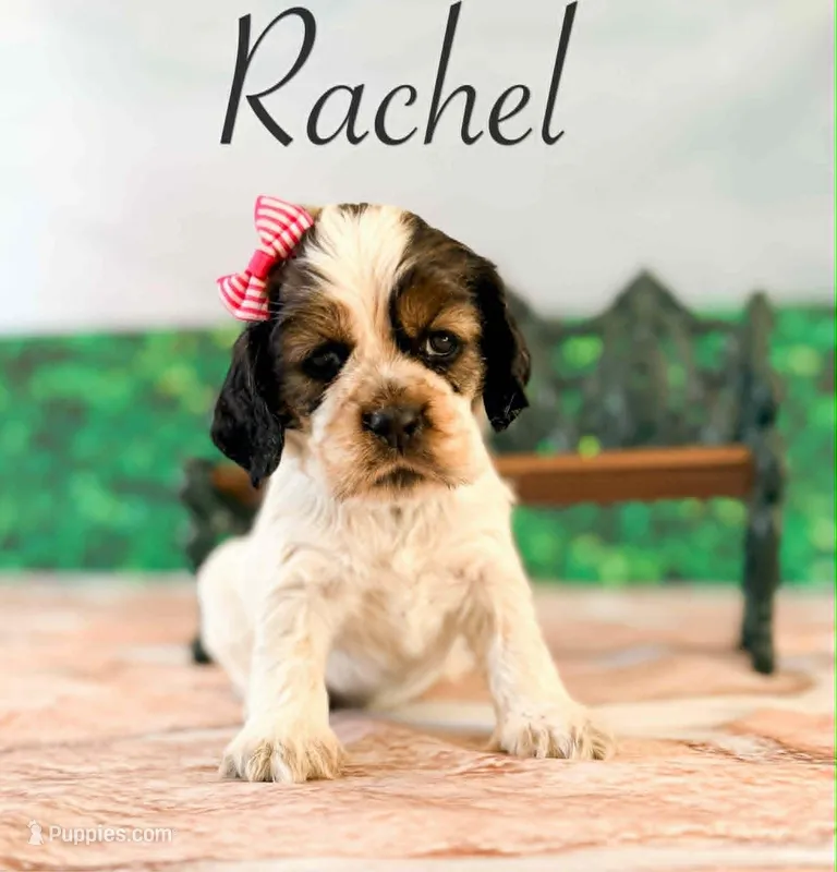 Rachel  – Cocker Spaniel puppy for sale in Moulton, IA