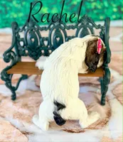 Rachel , a female Cocker Spaniel for sale in Moulton, IA – Photo 2 of 3