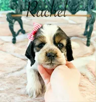 Rachel , a female Cocker Spaniel for sale in Moulton, IA – Photo 3 of 3