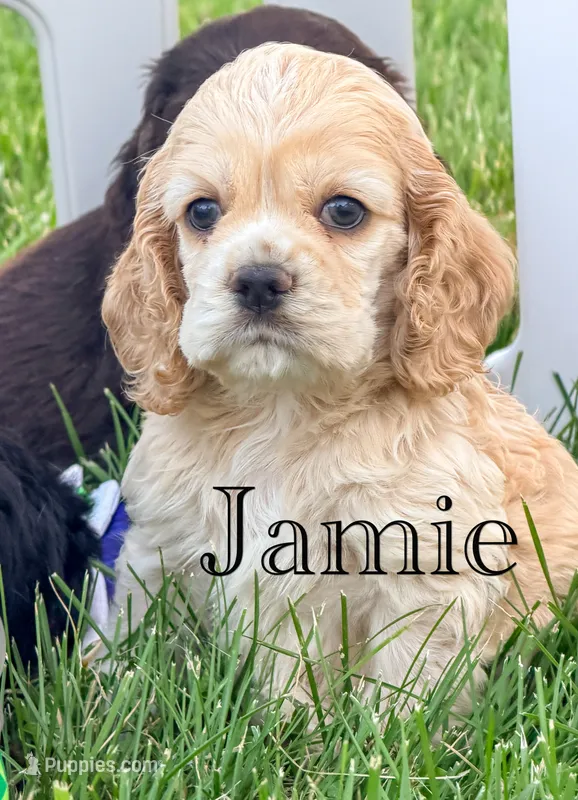 Jamie – Cocker Spaniel puppy for sale in Moulton, IA