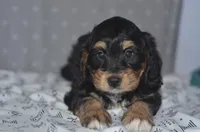 Jamie, a male Miniature Bernedoodle for sale in Moulton, IA – Photo 10 of 10