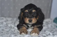 Jamie, a male Miniature Bernedoodle for sale in Moulton, IA – Photo 6 of 10