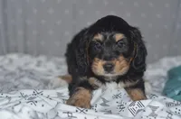 Jamie, a male Miniature Bernedoodle for sale in Moulton, IA – Photo 8 of 10