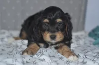 Jamie, a male Miniature Bernedoodle for sale in Moulton, IA – Photo 9 of 10
