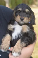 Jamie, a male Miniature Bernedoodle for sale in Moulton, IA – Photo 4 of 10