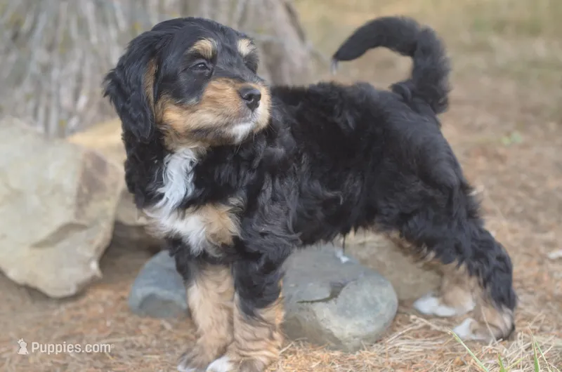 Jamie, a male Miniature Bernedoodle for sale in Moulton, IA – Photo 1 of 10