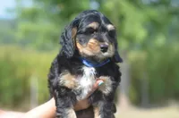 Jamie, a male Miniature Bernedoodle for sale in Moulton, IA – Photo 2 of 10