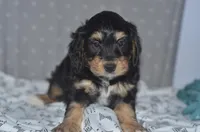 Jamie, a male Miniature Bernedoodle for sale in Moulton, IA – Photo 5 of 10