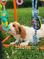 Blanche , a female Cavapoo for sale in Moulton, IA – 7 of 8