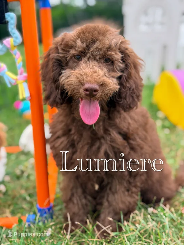 Lumiere  – Cockapoo puppy for sale in Moulton, IA