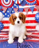 Rose, a female Cavapoo for sale in Moulton, IA – 1 of 8