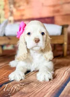 Taffy, a female Cocker Spaniel for sale in Moulton, IA – Photo 1 of 10