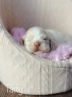 Taffy, a female Cocker Spaniel for sale in Moulton, IA – Photo 6 of 10