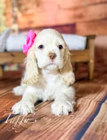 Taffy, a female Cocker Spaniel for sale in Moulton, IA – Photo 2 of 10