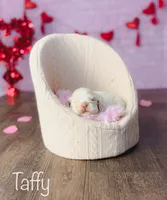 Taffy, a female Cocker Spaniel for sale in Moulton, IA – Photo 9 of 10