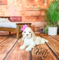 Taffy, a female Cocker Spaniel for sale in Moulton, IA – Photo 10 of 10