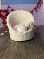 Taffy, a female Cocker Spaniel for sale in Moulton, IA – Photo 8 of 10