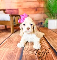 Taffy, a female Cocker Spaniel for sale in Moulton, IA – Photo 4 of 10