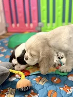 Taffy, a female Cocker Spaniel for sale in Moulton, IA – Photo 3 of 10