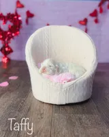 Taffy, a female Cocker Spaniel for sale in Moulton, IA – Photo 7 of 10