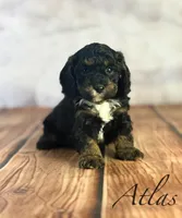 Atlas, a male Cavapoo for sale in Moulton, IA – Photo 2 of 4