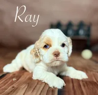 Ray, a male Cocker Spaniel for sale in Moulton, IA – Photo 4 of 7