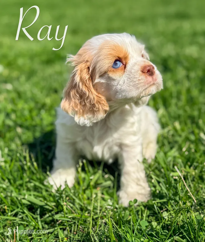 Ray – Cocker Spaniel puppy for sale in Moulton, IA