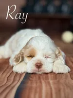 Ray, a male Cocker Spaniel for sale in Moulton, IA – Photo 2 of 7