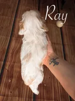 Ray, a male Cocker Spaniel for sale in Moulton, IA – Photo 7 of 7