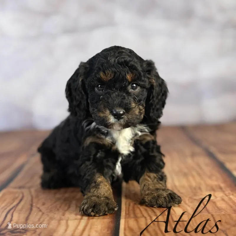 Atlas – Cavapoo puppy for sale in Moulton, IA
